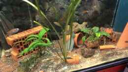 Video Pundamilia nyereri RUTI ISLAND von Helga Kury (I43GSK8FNXs)