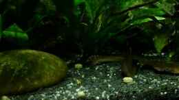 Video Dornaugen bei ihrer Lieblings beschäftigung Teil. 2 von odin 68 (I8sfaIdY2-o)