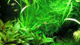 Video ~ The Green Hills of Asia ~ Teil 2 von ehemaliger User (ICmyQhxXuSI)