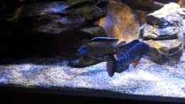 Video 600Liter Malawi von Lutz K (II6Q3c5yWJA)