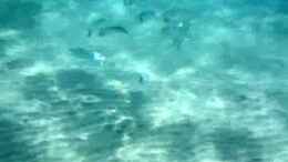 Video Füsiliere beim Plancton fressen von Falk (IMkKxFcj4HI)