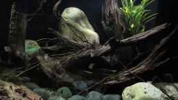 Video Biotop Aquarium Rio Paraguay 07/2019 von ehemaliger User (IQorfaacU6I)