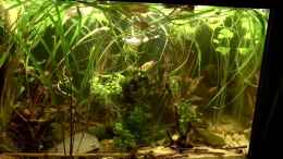 Video Danio choprae von NaMo (I_jDhX5veio)