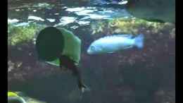 Video Petricola von Olli N. (IaR9yW9T1Lc)