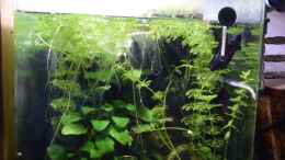 Video Hugo in seinem Reich von Acki50 (IsSqmFnkpp0)