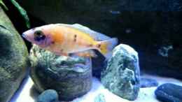 Video heut gibt´s Larven von Chris_R. (ItTnZLNtYSU)