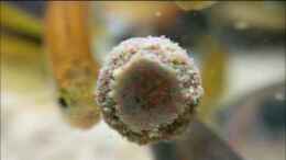 Video Nahaufnahmen bei der Fütterung ("Fernseher" Becken, Ameisenalex) von Ameisenalex (ItvBW8HY0j0)