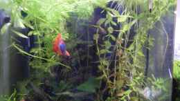 Video Carlos in seinem Reich von Acki50 (IyxTeByIq0M)