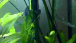 Video Homeland von Ray1975 (J-4XZHgSHGg)