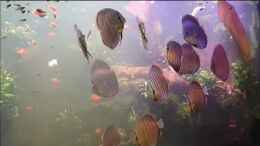 Video Reisen macht hungrig von Christian Roger Rohrer (J6r0MHl1BAQ)