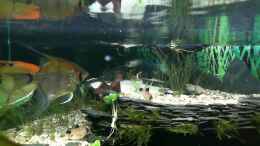 Video Separee für ein hübsches Paar  von Dieter Pr (JCB_td81Z2w)