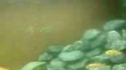 Video malawi von Ron Tscherner (JD7ZGQ-FlCU)