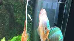 Video Amanogarnele und Diskus - Geht nicht? Geht doch! von DiskusMummy (JDas1LQDU0o)