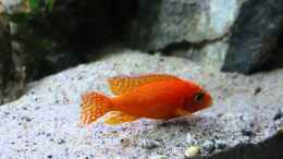 Video Video im und am Aquarium - Video von einrichtungsbeispiele.de von Lippi (JI0QuJq0F9U)