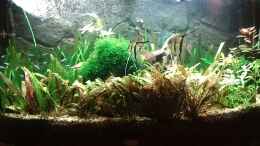 Video Video von Einrichtungsbeispiele.de von Wirbellose (JIlXBLnf9_s)