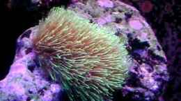 Video Magariten von Daniel Winkler (JLreGLDqtOA)