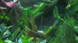 Video Espes Keilfleckbärblinge von okefenokee (JTX_j_aqjek)