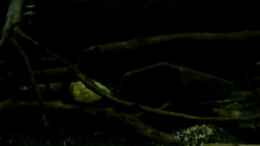 Video Mein Westafrikabecken 050110 01 von ehemaliger User (JXpTak8AQsg)