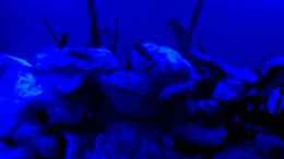 Video Mein 200l Malawibecken bei Nacht von Bas-ti (Jbjvac6BZog)