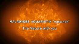 Video Malawisee Aquaristik "naturnah" von Florian Bandhauer (JkVAs2Q9UWg)