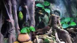 Video Aquarium Südostasien 360l von ehemaliger User (JlTozy9G2r8)