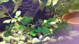 Video Feuerbauchmolch von Ceylon (Jo5BPlUN1fQ)