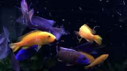 Video hungry von flightsim (Jo6Q8M7uVmI)