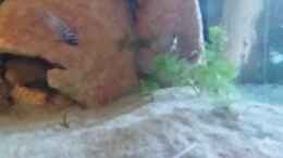 Video Türsteher Hary von Jan83 (JpwWYaiiuY8)