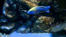 Video Afrikas Lake Malawi von Florian Bandhauer (JwRjW4rSc5s)