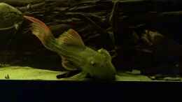 Video L24 von ehemaliger User (JycRnQQf6uc)