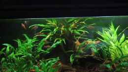 Video Espes Keilfleckbärblinge bei der Fütterung von okefenokee (K7No59tCMrY)