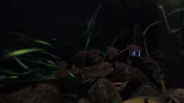 Video Fahnen-Kirschflecksalmler von Fichte (KFQZ9-oSkOo)