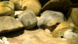 Video Kongo-River von David Breuers (KGJO3pphsUo)