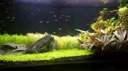 Video kleiner Einblick von Ichigo (KNF9HUA_bIE)