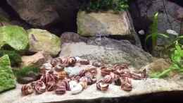 Video Tanganjikabecken von Crenii (KOBXCbexybA)