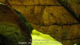 Video Corydoras hastatus Jungtier von ehemaliger User (KOXUr8m1RjA)