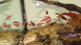 Video Regenbogenelritzen in Pracht 2 von Aqua fan (Kaw1fJ9J4wM)