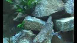 Video Tanganjikabecken von Olli N. (Kh7gYeAwb78)