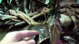 Video Schilkröten zutraulich von ehemaliger User (Kk3vN22OP-0)