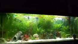 Video mein Aquarium von Inai Whang (Ks0JBGY0Dmc)