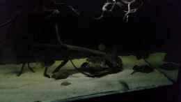 Video Leopoldi BD/BD Henlei   von Bernd N. (KuyWsMiPTc0)