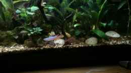 Video Aphysosemion striatum bei der Balz von herkla (LBpCh9AT0EU)