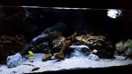 Video Malawi Aquarium von ehemaliger User (LT4UbG-C_vo)