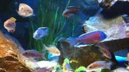 Video Kunterbuntes Treiben von Michael Reiz (LWI-ADE9yOI)