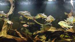 Video ein kleiner Snack von Blackwater (Lejo6rgrpcI)