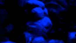 Video Thommys Malawiwelt von Malawi TOM (LlR6xh6-uh8)