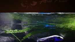 Video Dank des neuen Außenfilters wesentlich mehr Oberflächenbewegung von Heike Fuchs (Lmjd9CvrtHU)