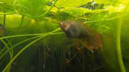 Video China-Makropode, Macropodus ocellatus im Juli 2020 von Susanne Axt (LnrMZNHC_CQ)