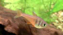 Video Einblick 4 von . (LozZQATJWys)