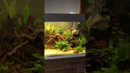 Video Rotkopfschwarm im Wlesbecken von MaFu (LucYlRevuws)